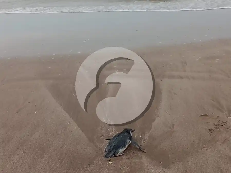 Pingüino en Necochea