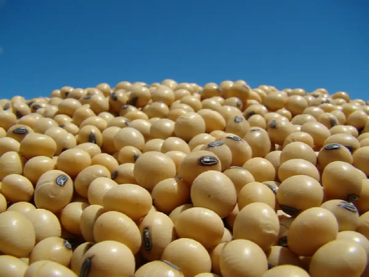 Para Ruolet, el Estado se queda con el 57% de las divisas de la soja 