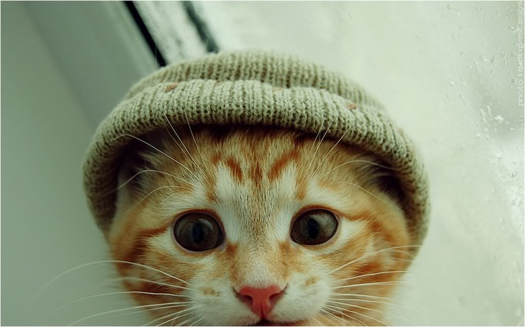 Muchos son los beneficios que aporta la llegada de una mascota al hogar