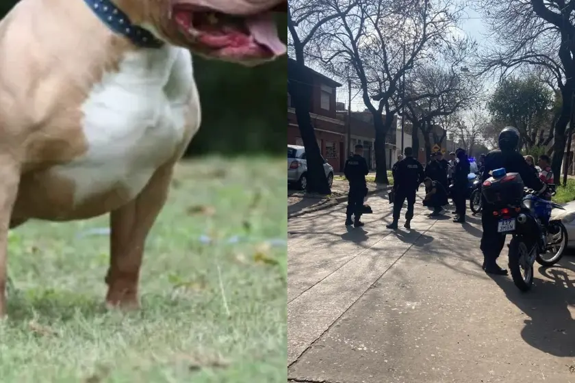«Estaba endemoniado»: tensión en zona noroeste por un perro que atacó e hirió a cinco personas