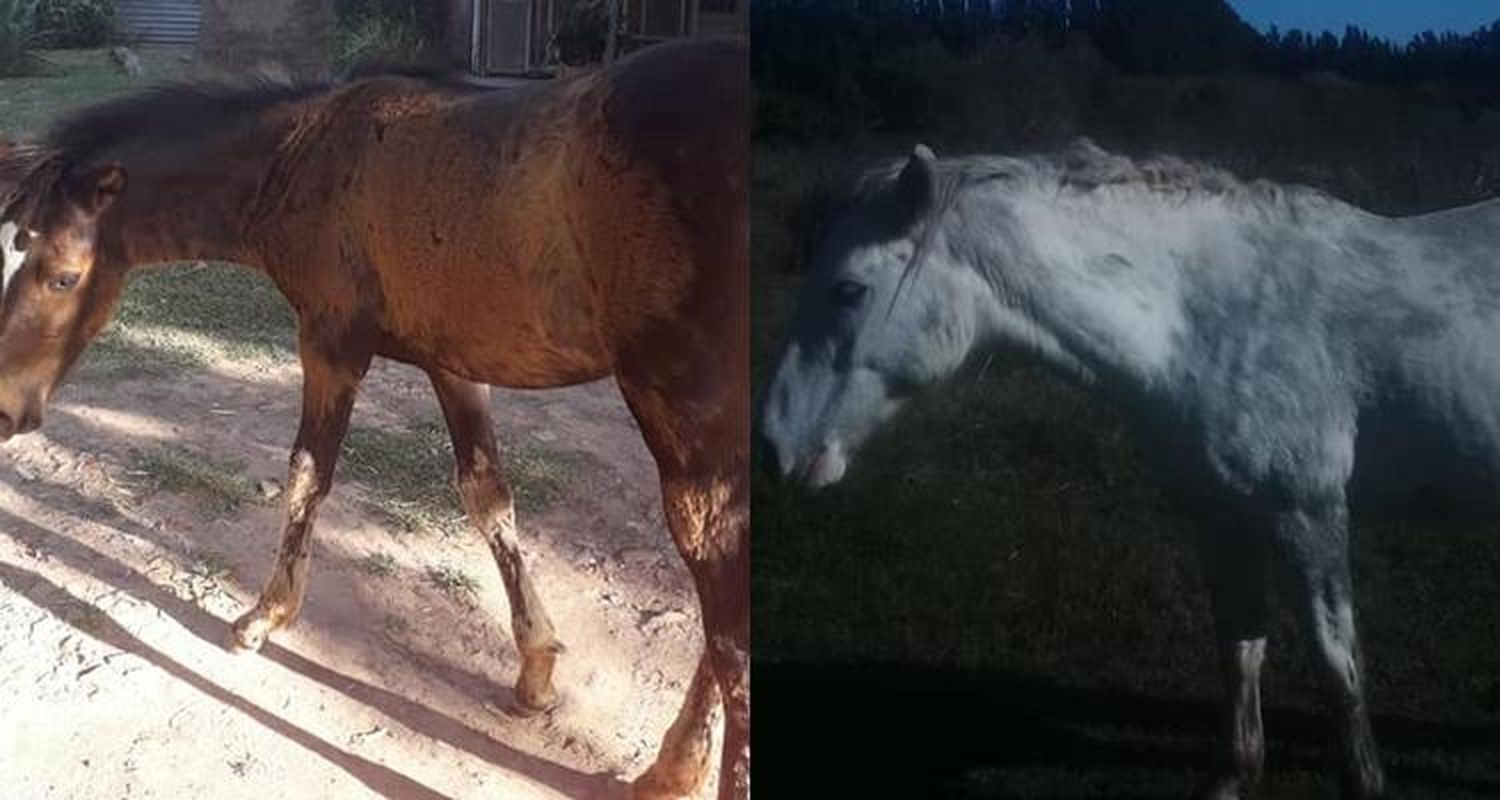 Le volvieron a robar dos yeguas, encontró una en un campo lindero y busca la otra