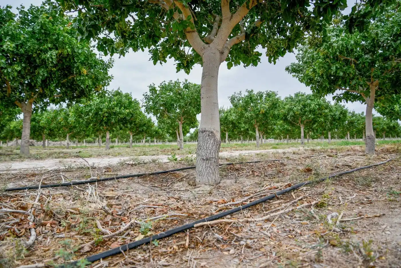 El pistacho le gana terreno a la vid: la superficie cultivada creció más de un 20% en el último año