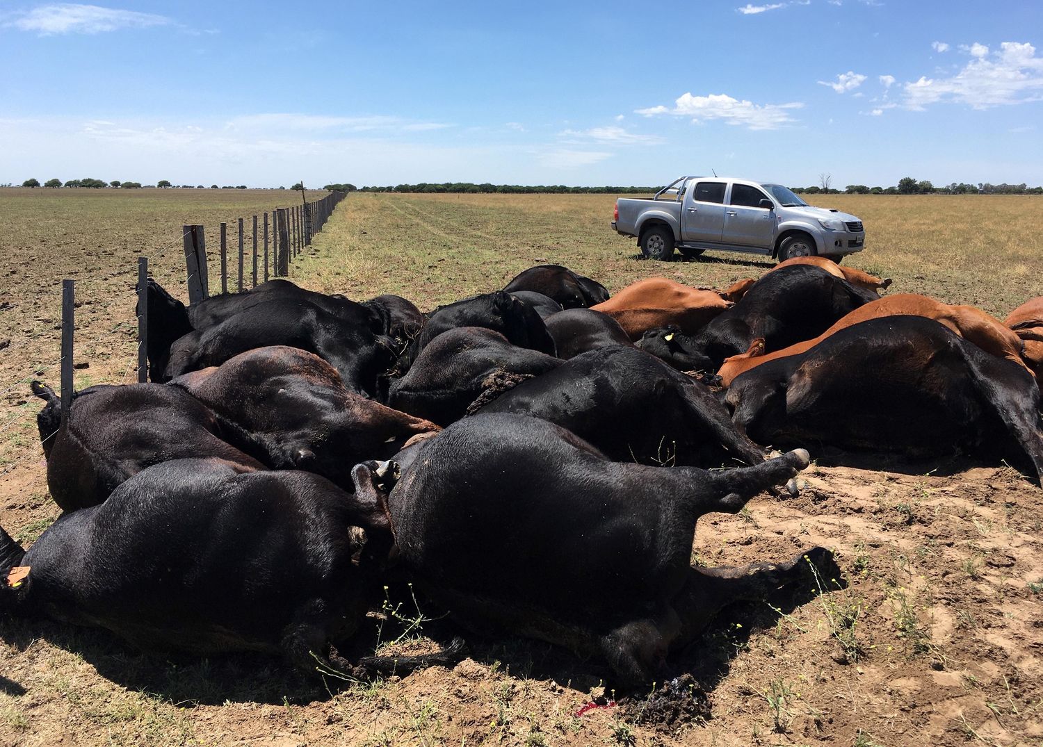 Tragedia ganadera: un rayo mató 22 vacas de elite en un campo de La Pampa