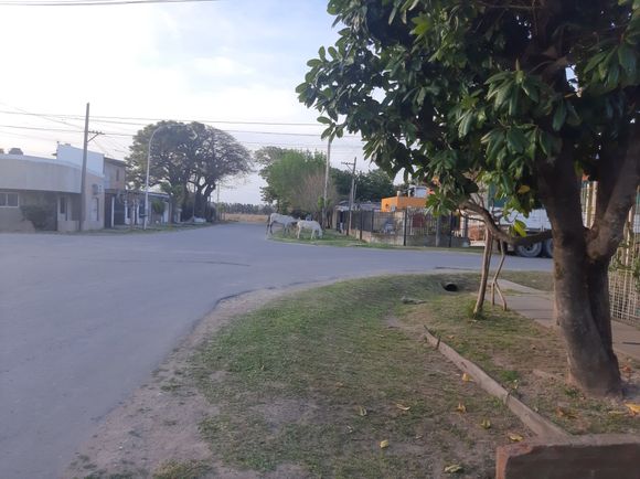 Caballos sueltos: "se fueron para la ruta"