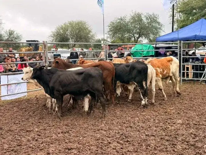 La Diosa con más de 630 cabezas comercializadas en un nuevo remate ganadero