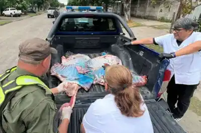 Operativo en Reconquista: secuestraron 120 kilos de carne sin documentación sanitaria