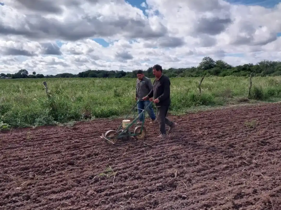 Incentivan la producción de cebolla en el centro sur provincial