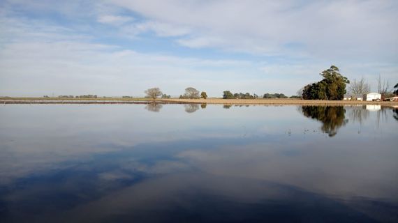 En el sector agropecuario local preocupan los efectos de las lluvias en las cosechas de girasol y papa