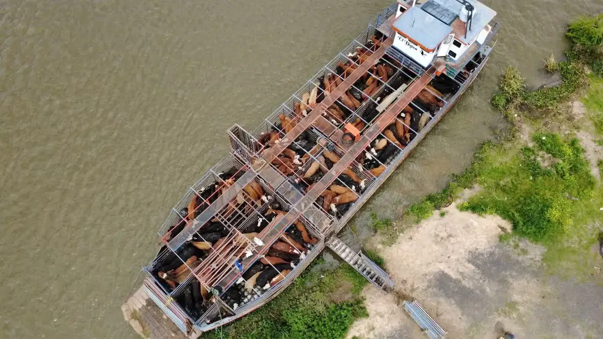 Evacuar ganado de las islas durante una creciente puede costar casi 30 millones de pesos