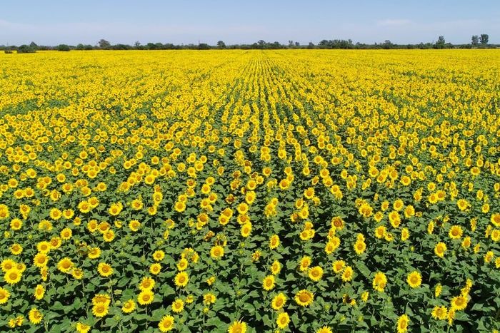 Soja, maíz y girasol: impacto positivo de las lluvias con focos de incertidumbre