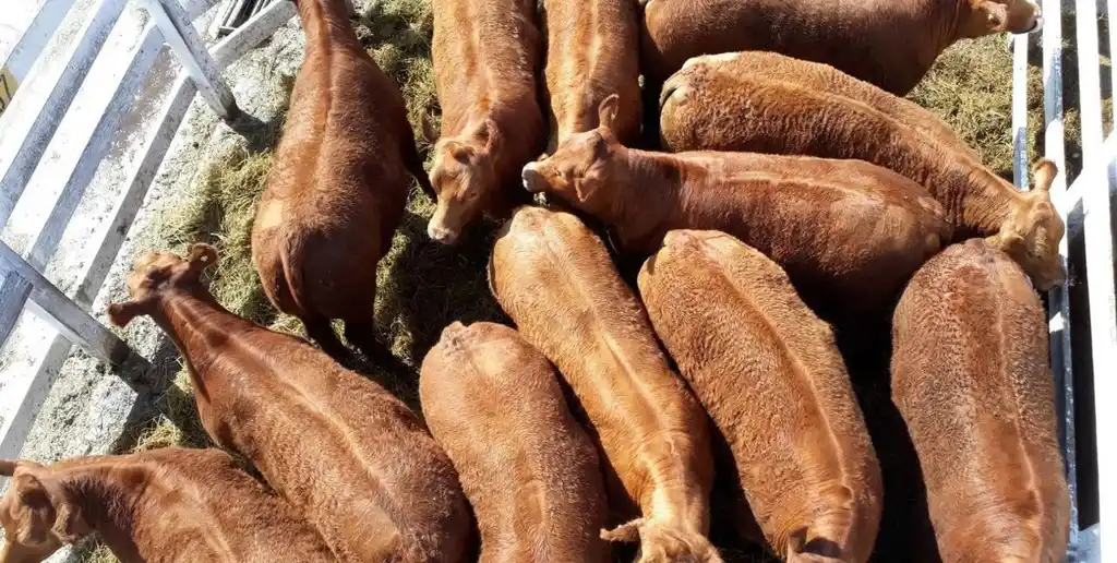 La ganadería atraviesa un momento histórico: precios en alza y márgenes en máximos