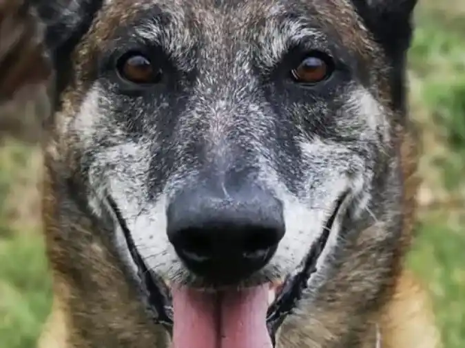 La historia de Feo expone el valor invisible de los animales que sirven en las fuerzas de seguridad.