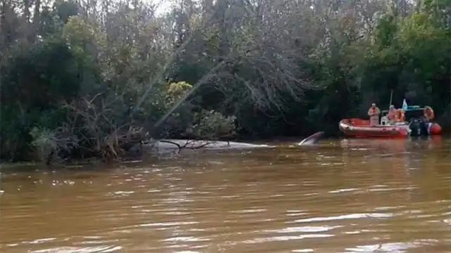 Una ballena fue hallada sin vida en el Río Paraná tras no lograr salir al mar