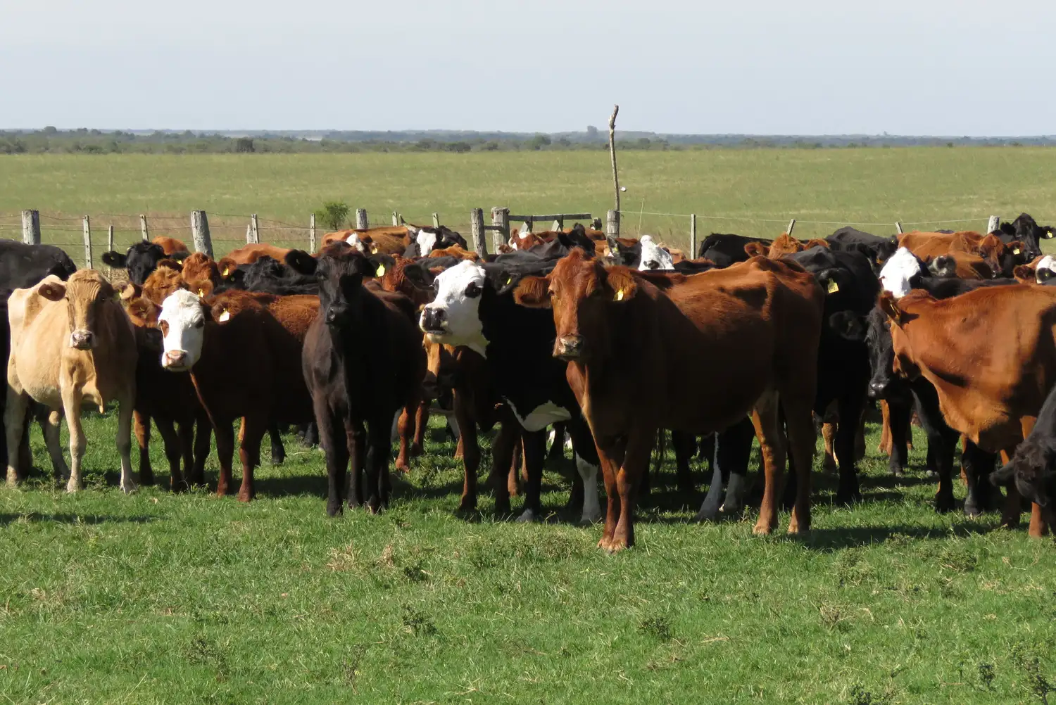 El sostenido crecimiento de la demanda china, combinado con las restricciones que enfrentaría Brasil para seguir abasteciendo ese mercado, podría generar un nuevo escenario competitivo para las exportaciones argentinas de carne vacuna durante la segunda mitad del año.