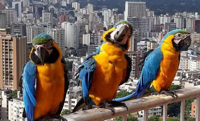 Guacamaya Caracas