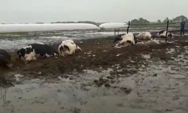 Efectos de la tormenta: Un rayo fulminó a 19 vacas lecheras