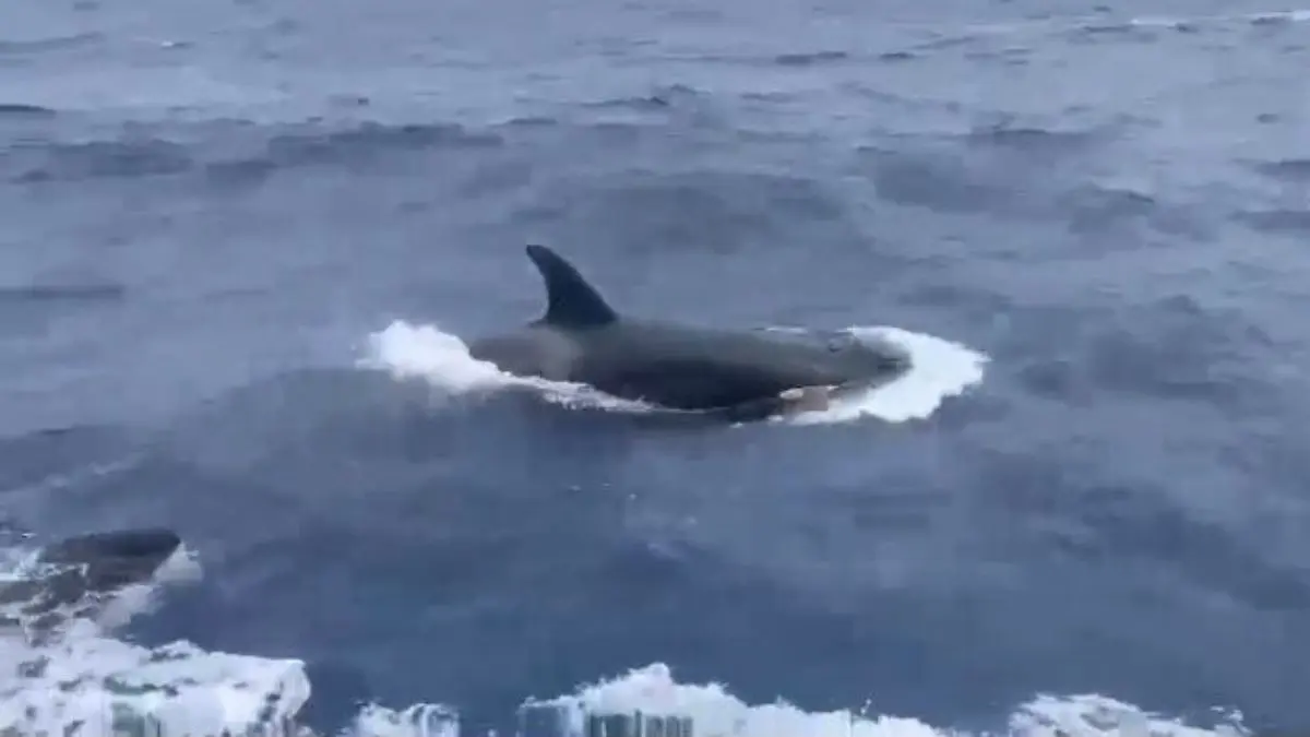 ¡ESPECTÁCULO MARINO! Orcas en Los Roques y La Guaira