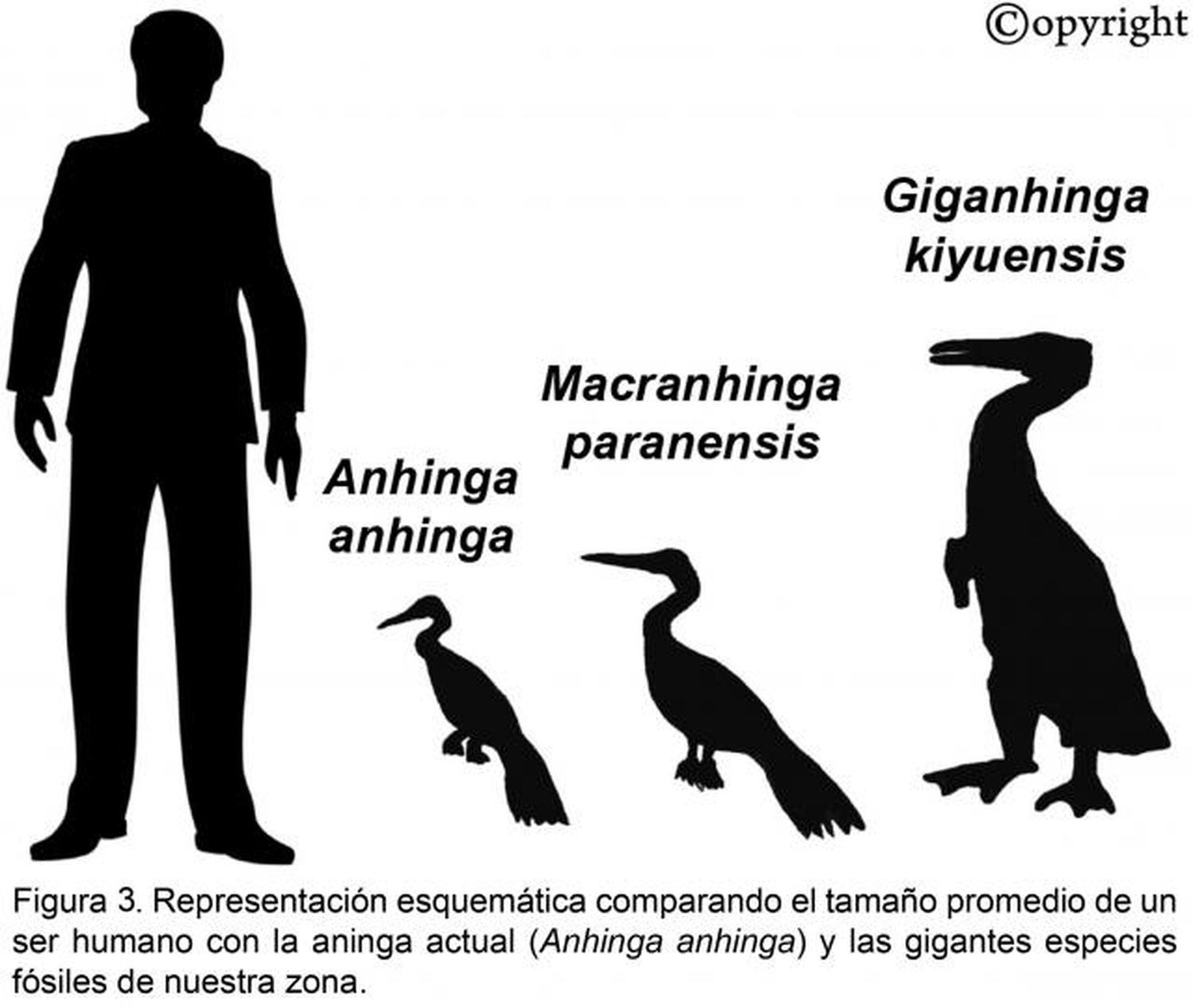 El biguá: Aprovechando la crecida