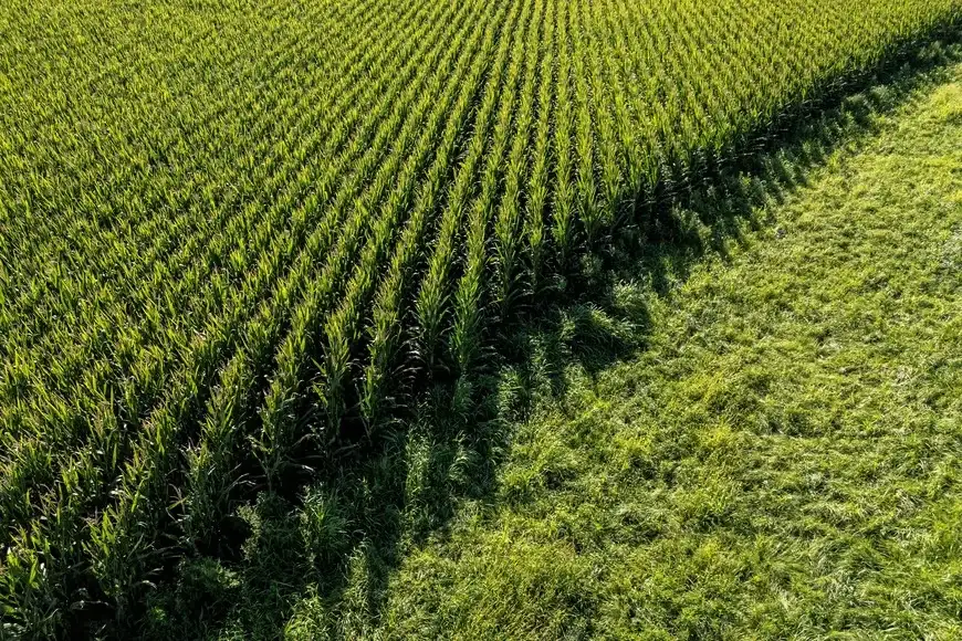 Excesos hídricos complican la recolección, pero los rindes mantienen el optimismo en el agro