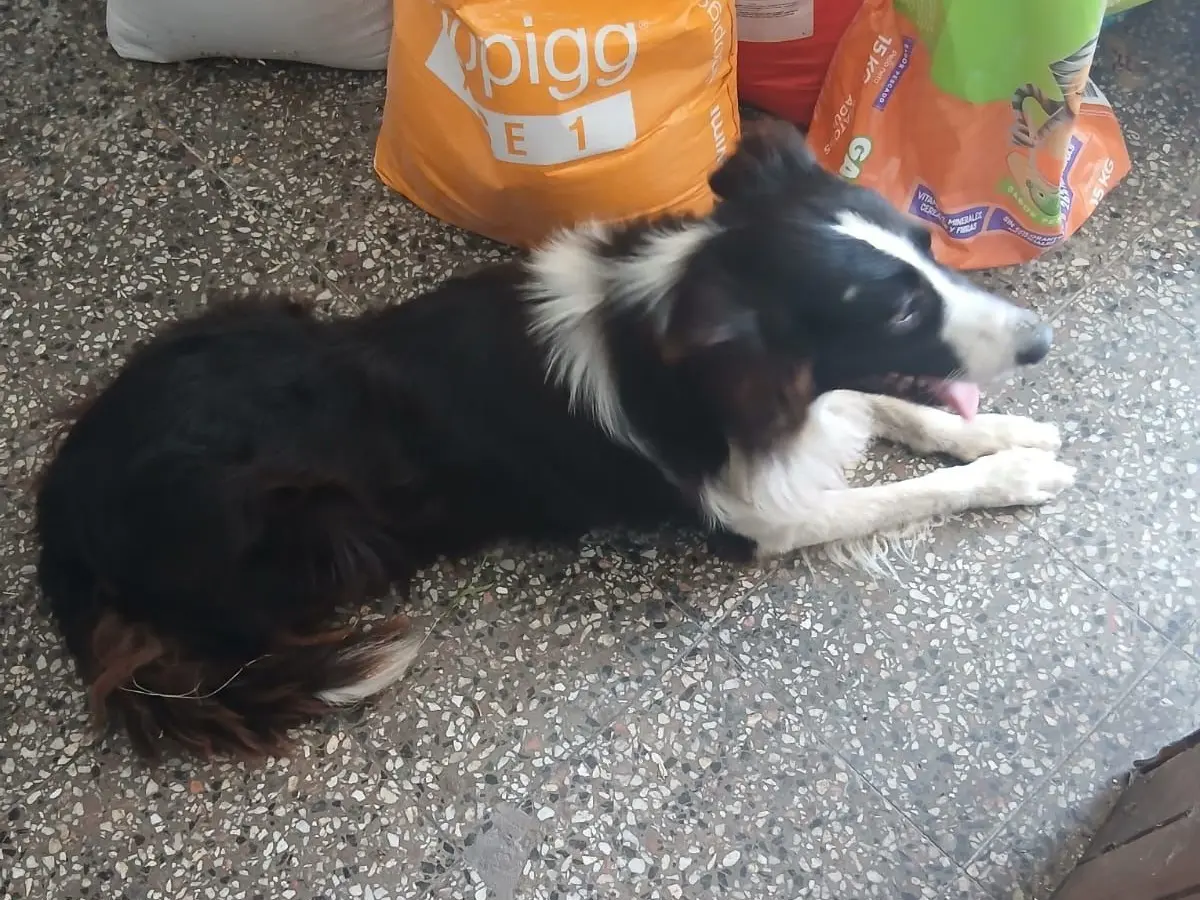 Solucionado: apareció un perrito en un negocio de 3 de Febrero