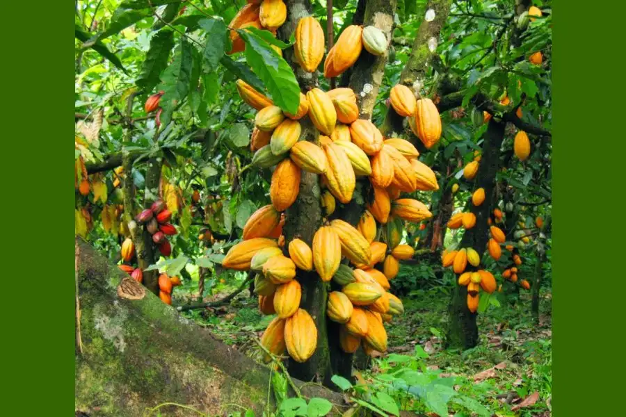 El chocolate procede del árbol del cacao