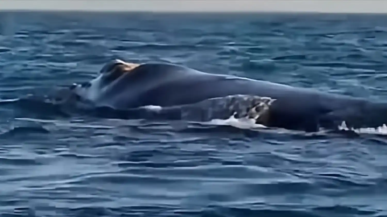 Un espectáculo majestuoso en el mar: pescadores de Lobería captaron delfines, ballenas y lobos marinos frente a Necochea