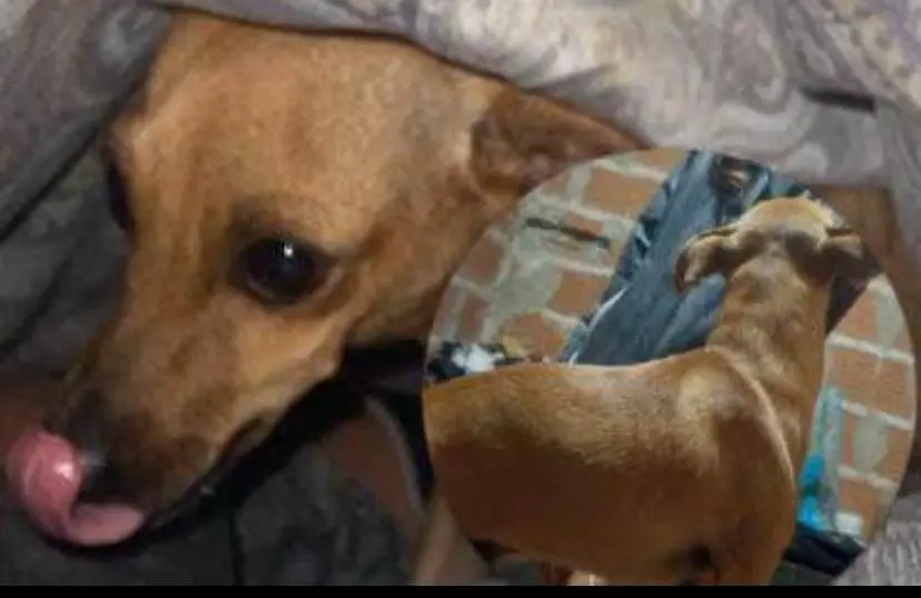 Buscan a Bruno: perrito perdido en Dávila y Manuel Iglesias