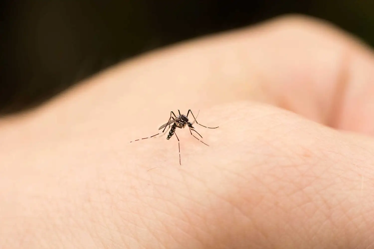Anmat aprobó en el país la primera vacuna que protege contra el dengue