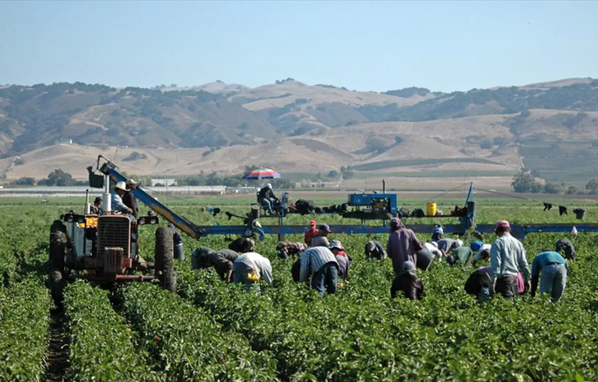 Regreso de redadas contra migrantes en EE. UU. genera terror entre los trabajadores del campo