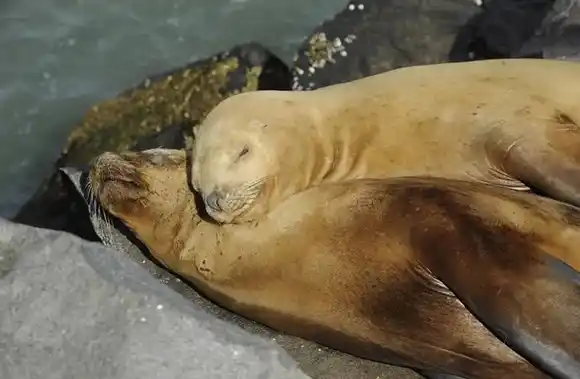 Preocupación: la gripe aviar mató a cientos de lobos marinos