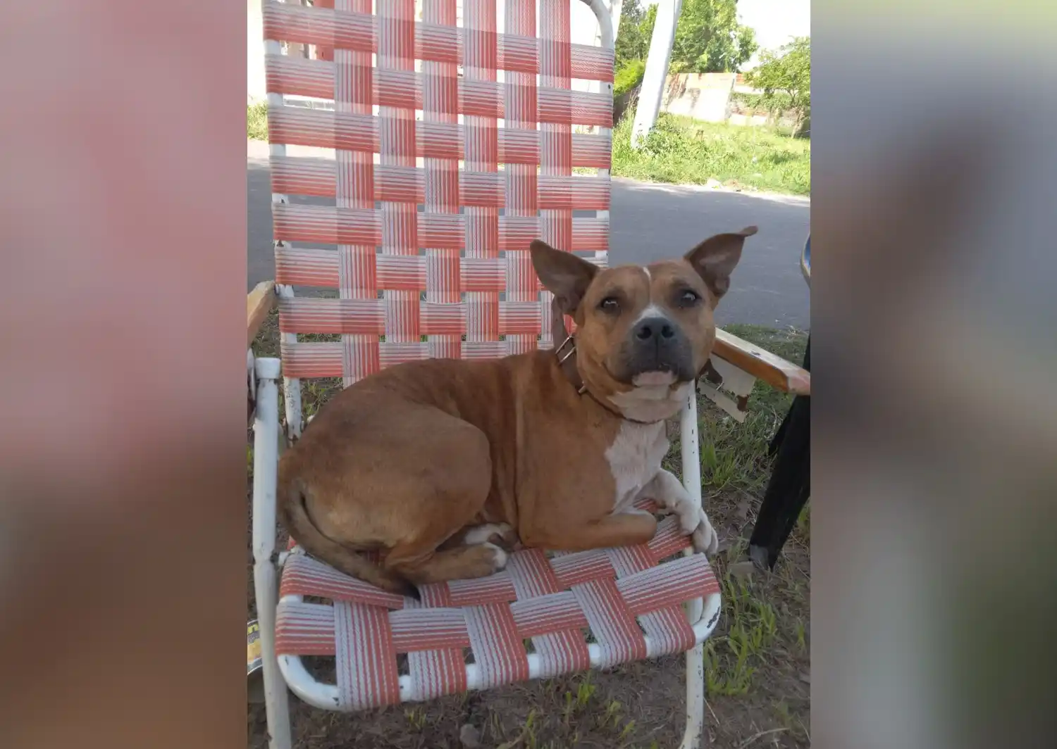Mascotas: buscan a Cleo