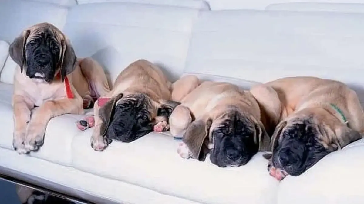 CONOCE A Conan, Murray, Milton, Robert y Lucas: los perritos clonados de Javier Milei