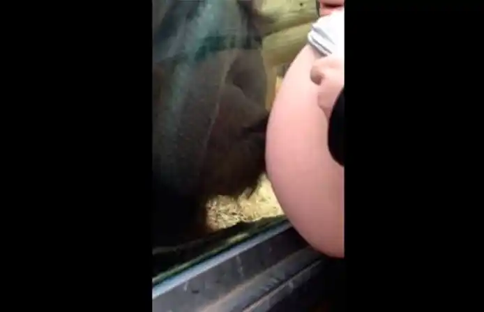 Video: El beso de un orangután a una embarazada en un zoológico 