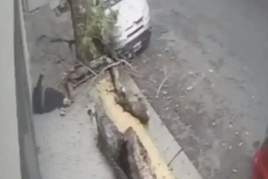 Increíble video: un árbol se partió en dos y cayó sobre una mujer en Rosario