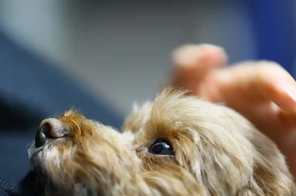 La acusado habría utilizado un sartén para atacarlo.