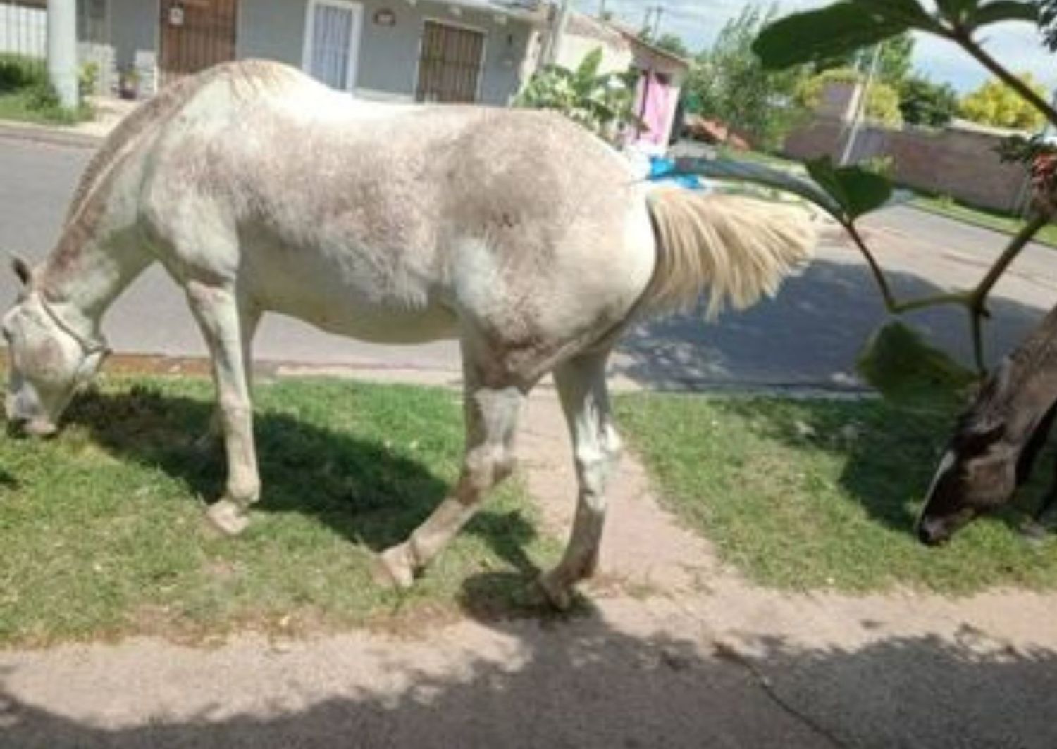 “Todos los días caballos en la vereda”