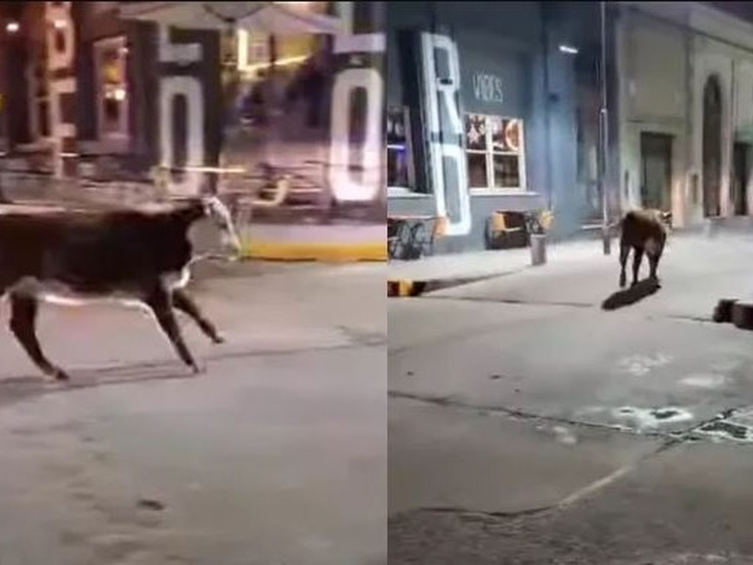 Video: se escapó un novillo y generó preocupación en una ciudad entrerriana