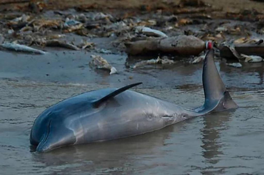 "Esto es algo inédito. Jamás hemos visto la muerte de delfines relacionada con la temperatura", explicaron los especialistas.