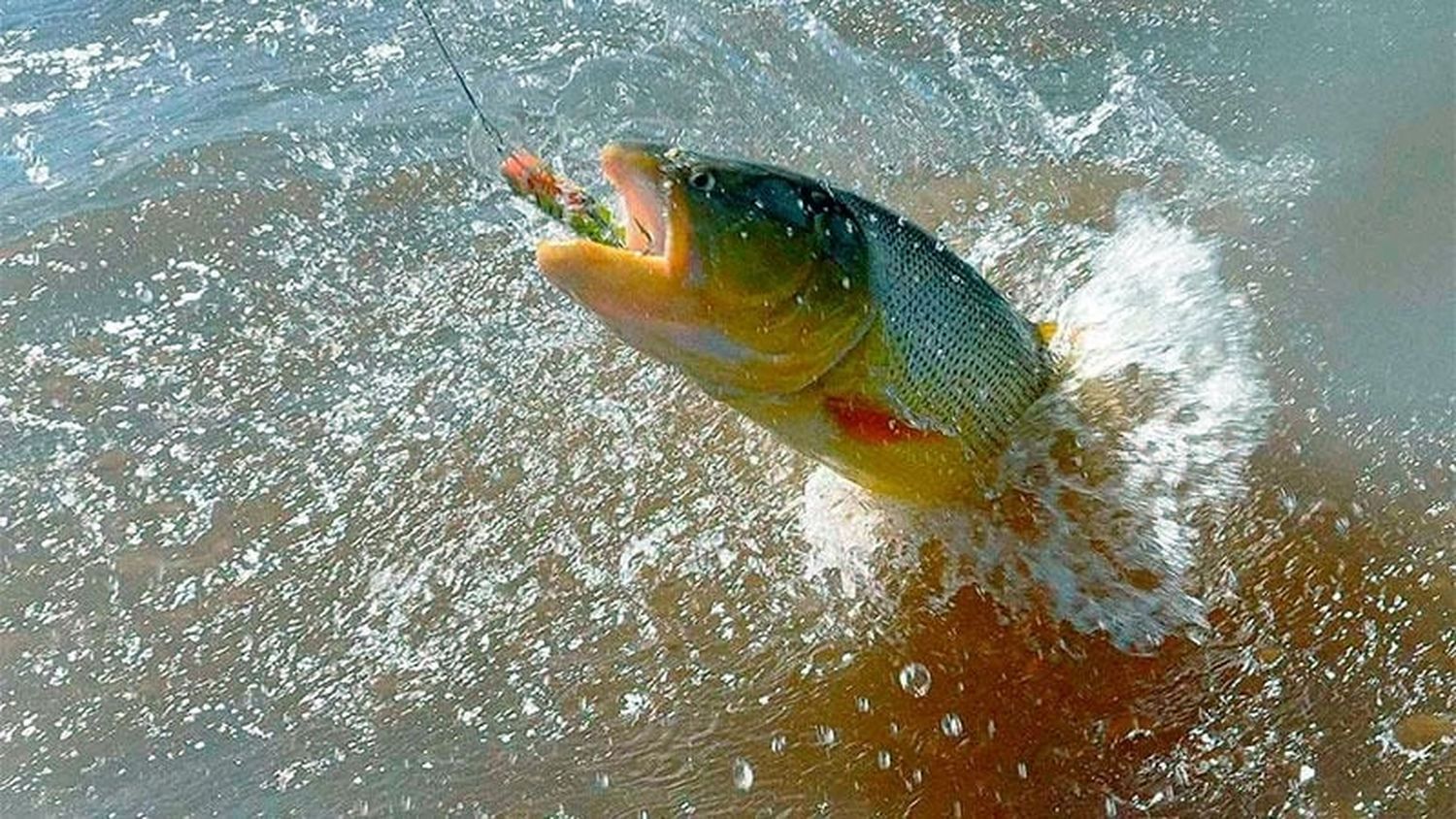 Comenzó a regir la veda para la pesca del Dorado