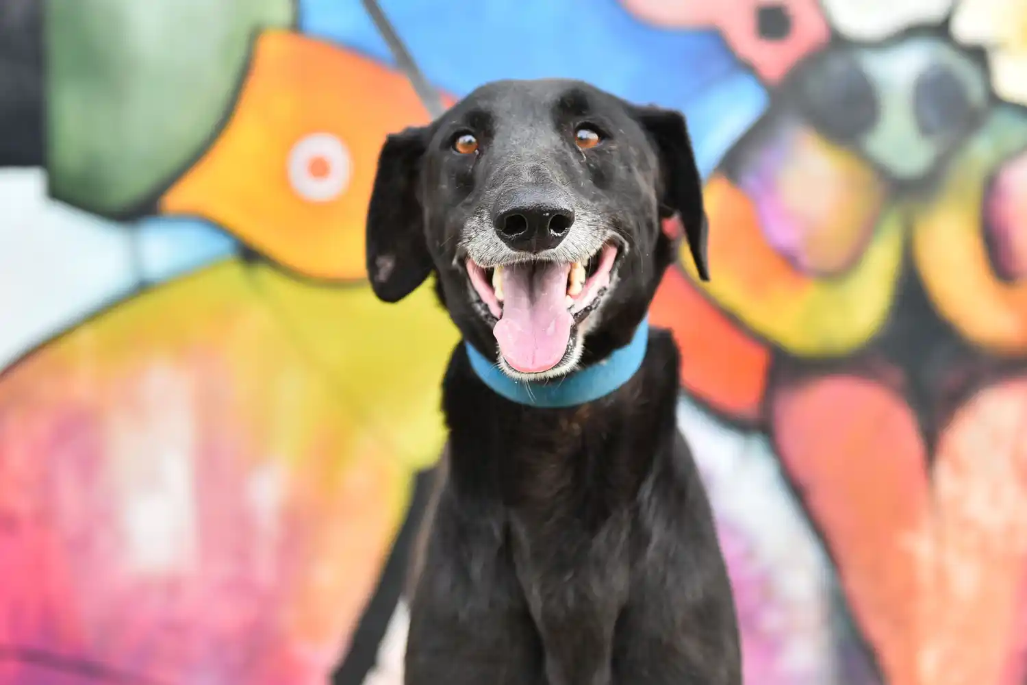 En Escobar impulsan #AdoptáNoCompres: Cómo adoptar perros y gatos rescatados de la vía pública