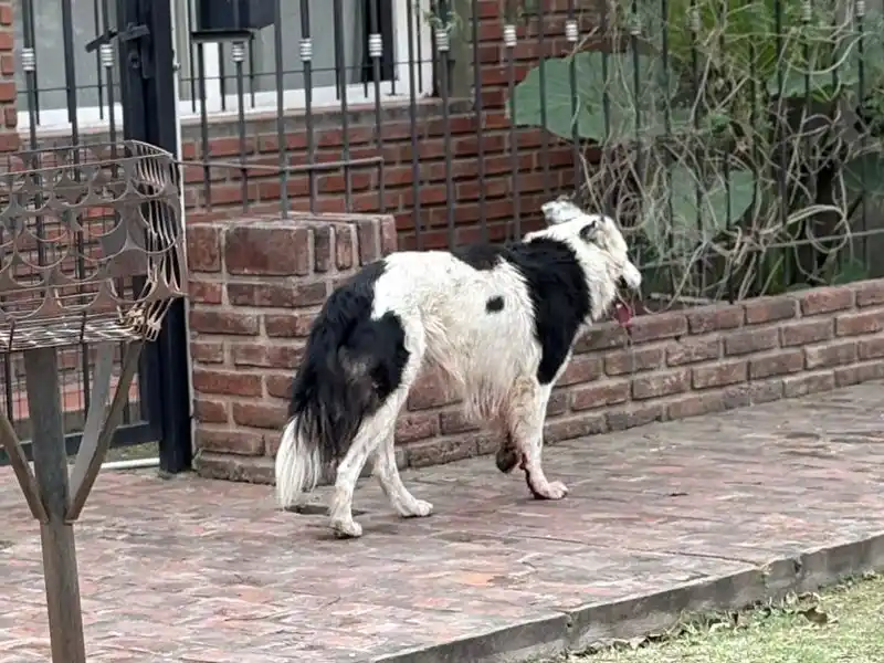 Buscan al dueño de un perrito que apareció lastimado en Sarmiento y Ruiz Moreno