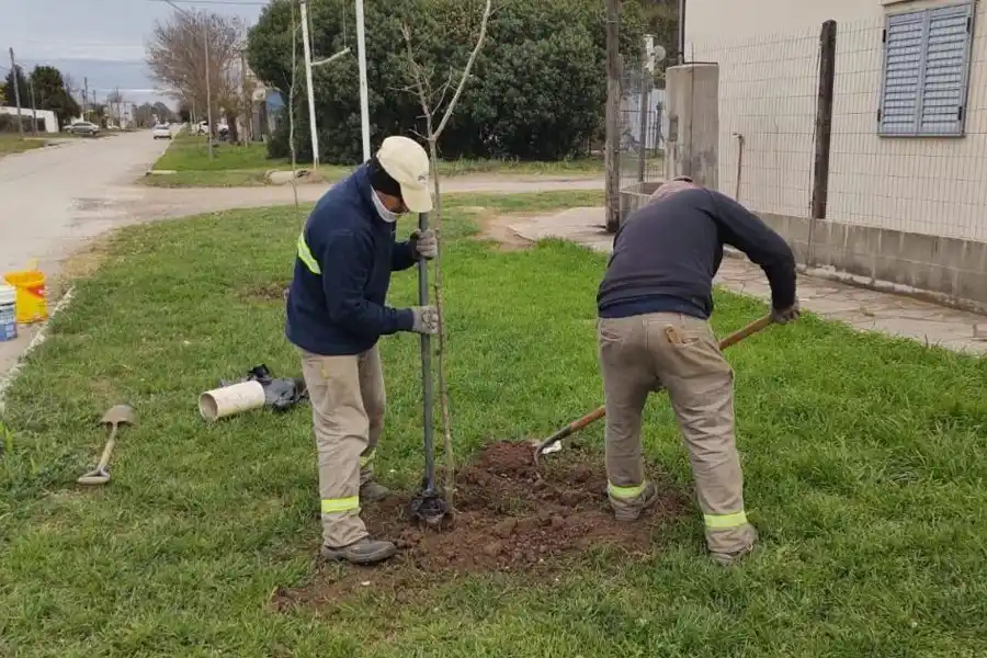 "Plantar para el Futuro": fomentan la forestación y la recuperación del arbolado urbano en San Vicente