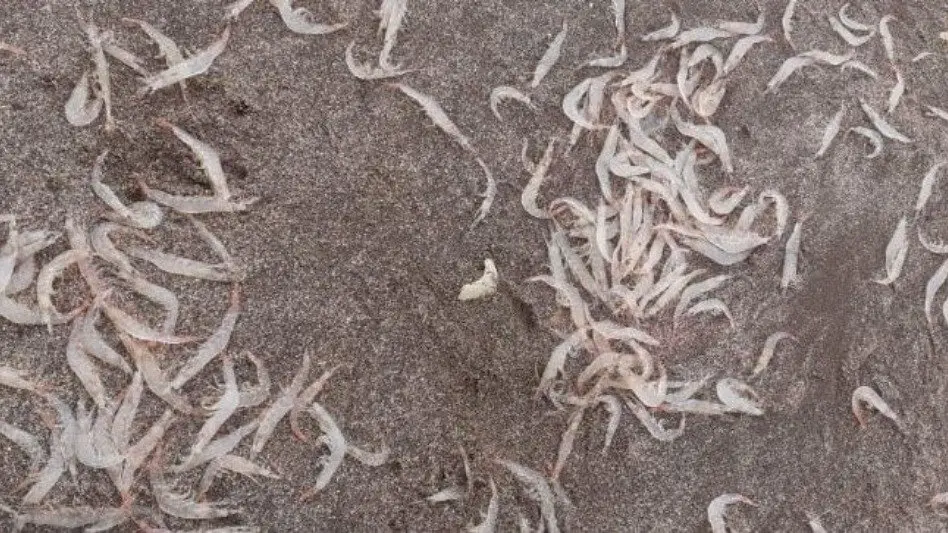 Un fenómeno "nunca visto en las costas argentinas" copó Playa Grande 