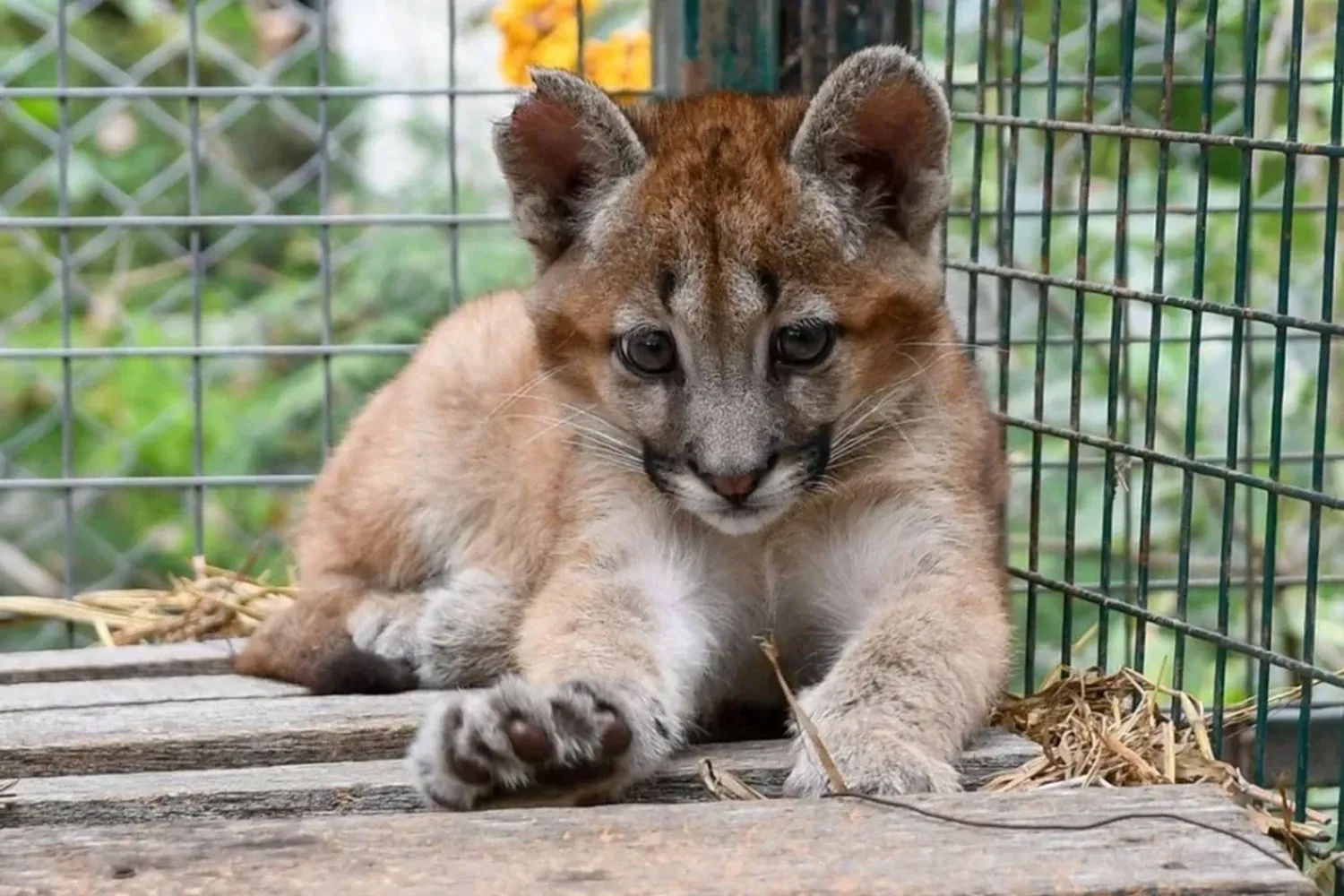 "Tres hembras y un machito": el increíble rescate de cuatro pumas bebés