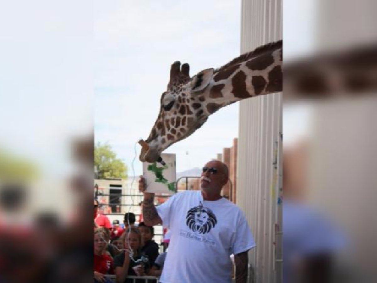 Una jirafa pinta y vende sus cuadros en un santuario para leones de Las Vegas