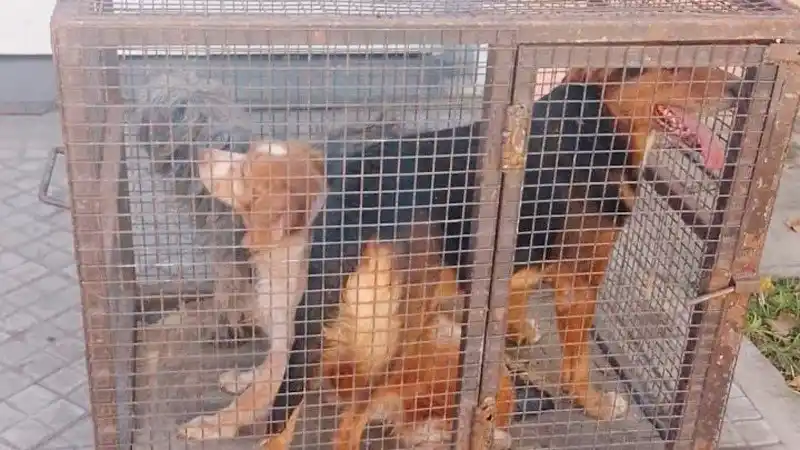Fueron a rescatar a unos perros "abandonados" y descubrieron que el dueño había muerto