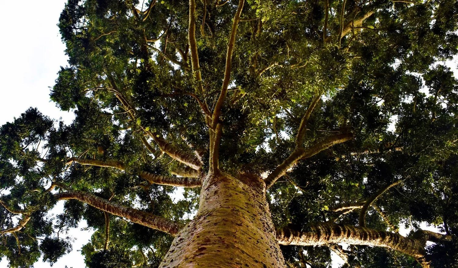 arbol de cristal