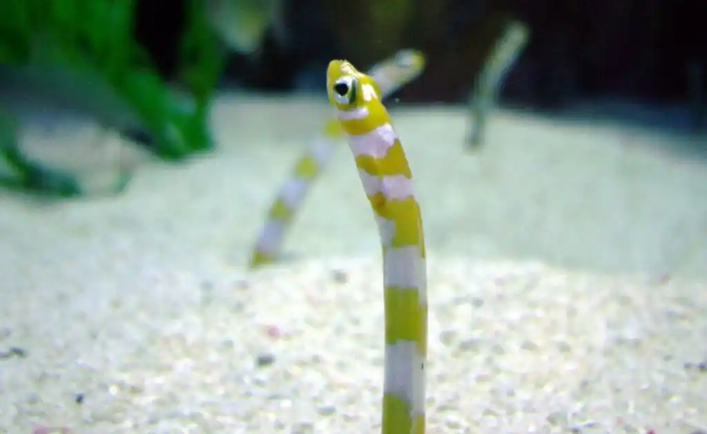 Un acuario japonés insta a hacer videollamadas con las anguilas para que no olviden cómo se ven los humanos