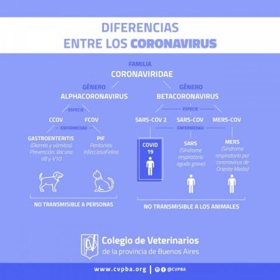 El Colegio de Veterinarios tranquilizó ante los primeros casos de Covid-19 en gatos