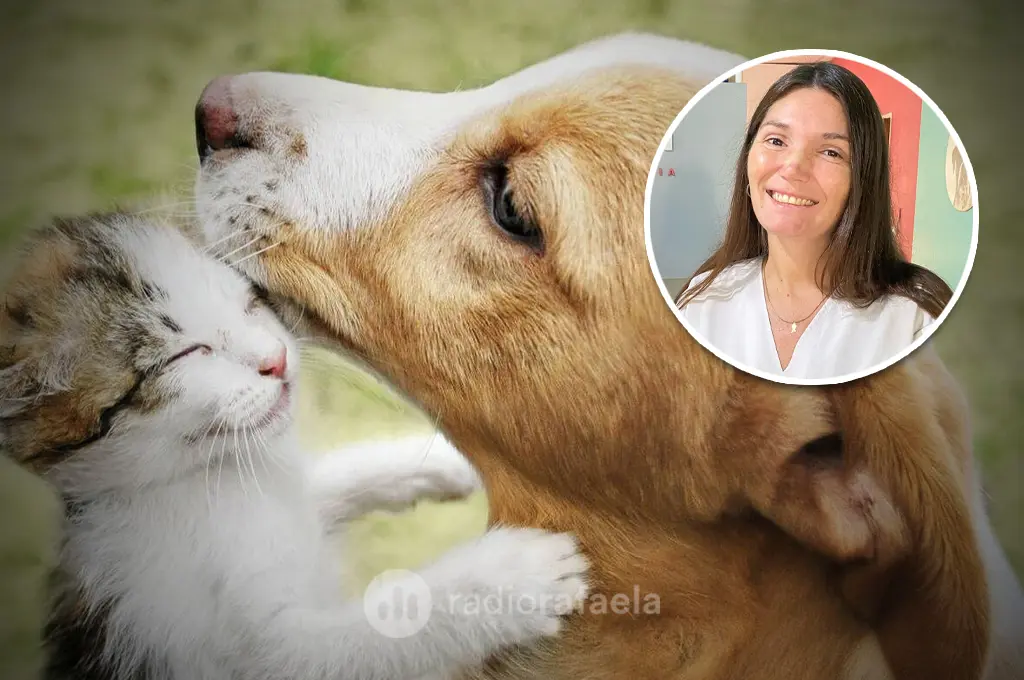 En el día del animal, ¿qué cuidados debemos garantizar a los peludos de la casa?